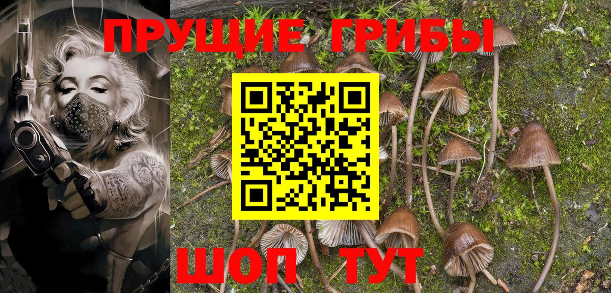 Псилоцибиновые грибы Psilocybine cubensis Старая Купавна